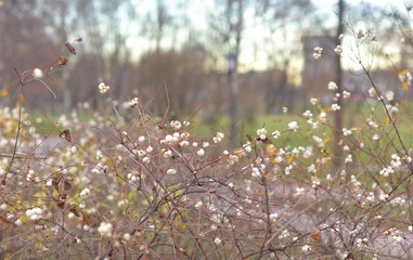 Snowberry berries closeup.