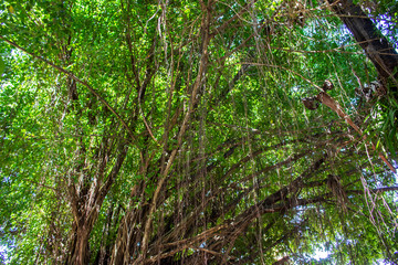 tree liana forest nature park