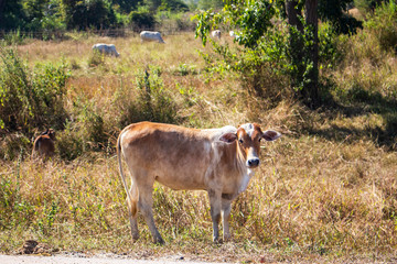 cow thai animal wildlife outdoor