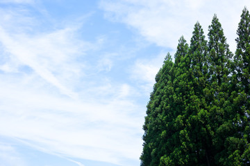 杉木立と夏の空