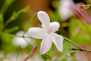 Obraz na płótnie Canvas Drops of dew on a jasmine flower