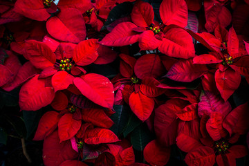 poinsettia flower tree nature background