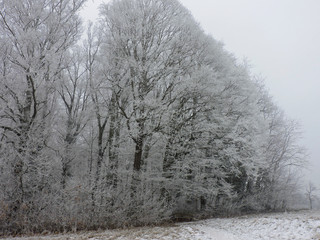 Winter fog in a forest with tall trees in Germany. Dew frosted on the wood during a cold weekend.
