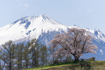 為内の一本桜　岩手山を望む