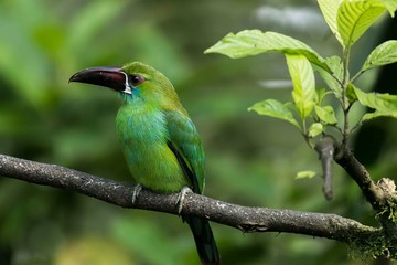 ecuador