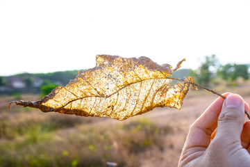 Dried leaf of tree on sky nature background, Light rays from sun shine through the leaf