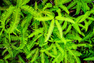 Yellow leaves background, Green leaves background