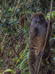 Gray Bamboo Lemur