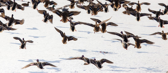 Duck in flight over white snow in winter