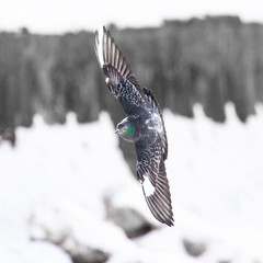Dove flying in the city