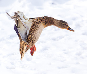 Duck in flight over white snow in winter