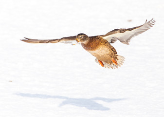 Duck in flight over white snow in winter