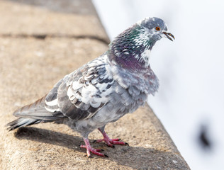 Dove on the road in the city in winter