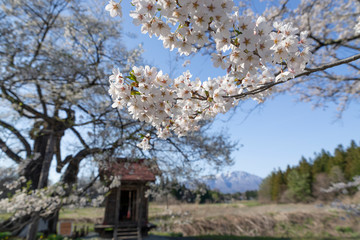 七ツ田の弘法桜
