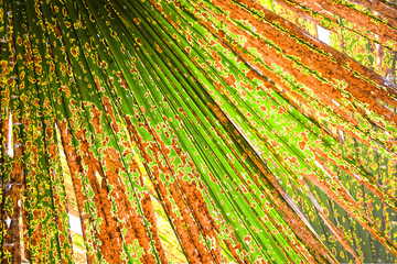 Pattern of green leaves of coconut tree, Close-up coconut leaves surface, nature background
