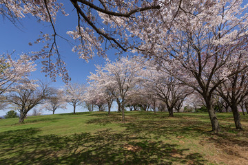 満開の桜の丘