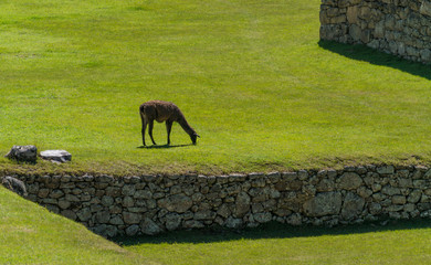 Machu Pichu Llama