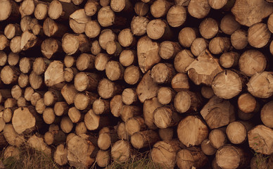 A wall of stacked round wooden logs. Natural wooden background.