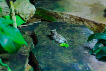 Amazon Milk Tree Frog in pond