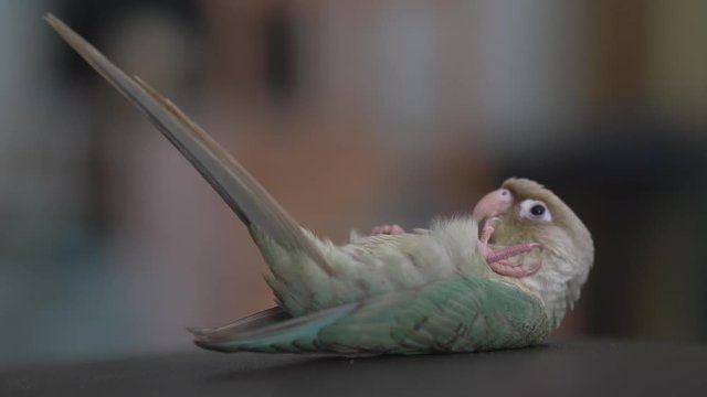 Green-cheeked parakeet or green-cheeked conure are sleeping by lying down.
