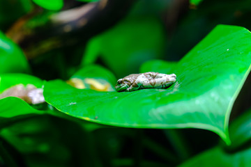 Amazon Milk Tree Frog