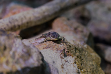 Blue Spiny Lizard - Animal, Living Organism ,Reptiles