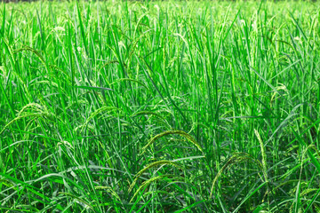 Closeup view of rice paddy in the rice terraces of Thailand,Harvest season of rice nature food background.Organic farm in Asian of Thai people.Blur focus and soft style.