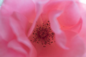 closeup of pink flower