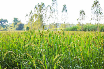 Closeup view of rice paddy in the rice terraces of Thailand,Harvest season of rice nature food background.Organic farm in Asian of Thai people.Blur focus and soft style.