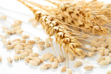 Fototapeten wheat ears and wheat grains © Banu Sevim
