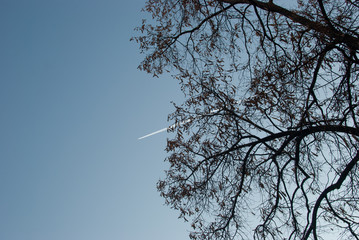 Contrail through the bare branches of the tree