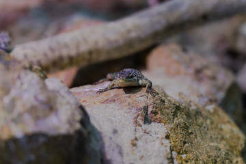 Blue Spiny Lizard - Animal, Living Organism ,Reptiles