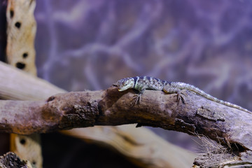 Blue Spiny Lizard - Animal, Living Organism ,Reptiles