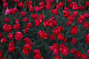 Fototapeta na wymiar Tulipanes rojos