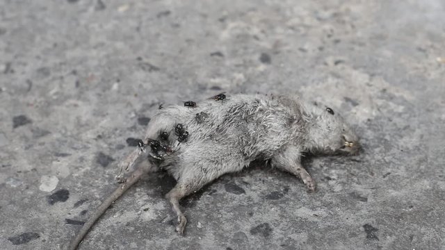Rat Died on Street with Bluebottle Flying and Ant Swarm It