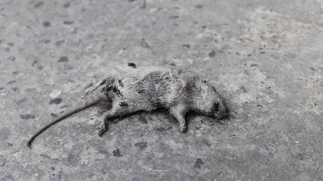 Rat Body Died on Street