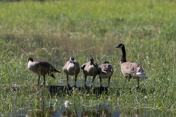 group of canada geese