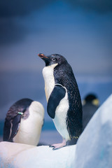 Obraz premium ペンギン