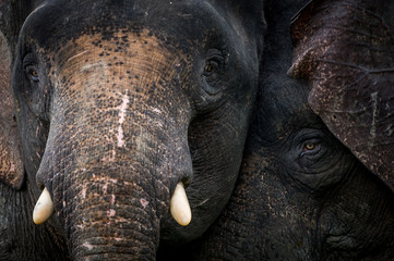 Borneo Pygmy elephant - 240212429