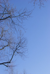 Obraz premium Winter nature under sunlight