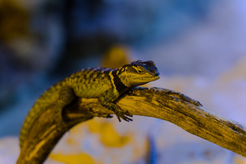 Blue Spiny Lizard - Animal, Living Organism ,Reptiles