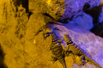 Blue Spiny Lizard - Animal, Living Organism ,Reptiles