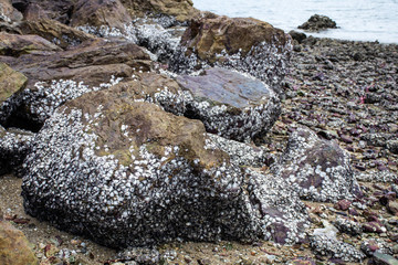Seashore with whole sea shells and rocks on sand, blue sea water and cloud sky