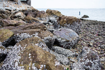 Seashore with whole sea shells and rocks on sand, blue sea water and cloud sky