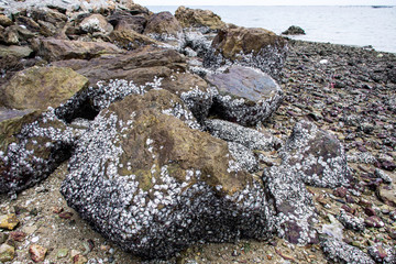 Seashore with whole sea shells and rocks on sand, blue sea water and cloud sky