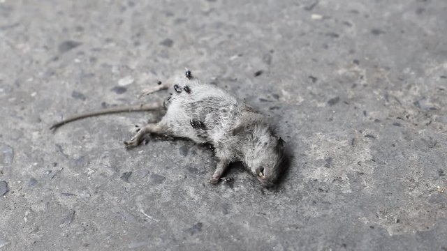 Public Health for People on Street about Rat Died 