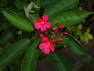 Red small flowers and buds on the dark green leafs background. Jatropha integerrima, flowering plant peregrina or spicy jatropha, is a species of ornamental plants in the spurge family, Euphorbiaceae.