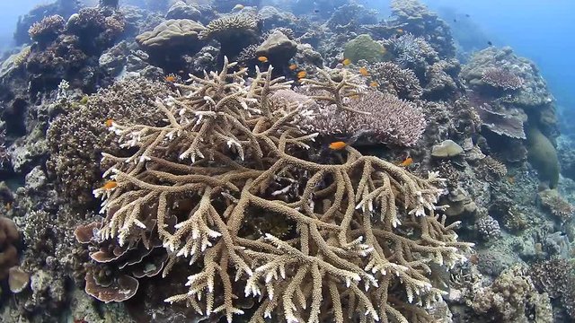 Underwater footage of a stressed and bleached tropical coral reef