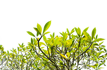 Green leaves branches background , Green leaves tree with copy space for text, Isolate green brush of tree on white background, Nature tree with bright sun light sky