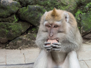 macaque monkey sitting down and biting on a piece of fruit 